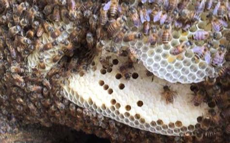 蜜蜂築巢條件 新加坡风水师排名